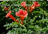 Campsis radicans Flamenco