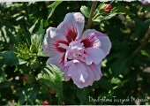 Hibiscus syriacus Leopoldii