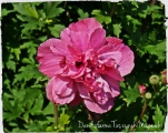 Hibiscus syriacus Duc de Brabant