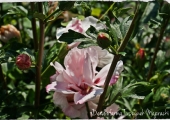 Hibiscus syriacus Leopoldii