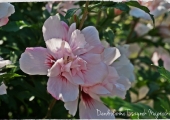 Hibiscus syriacus Lady Stanley