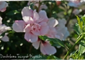 Hibiscus syriacus Lady Stanley