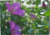 Hibiscus syriacus