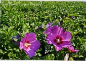 Hibiscus hibiscus Woodbridge
