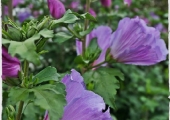Hibiscus syriacus Marina