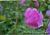 Hibiscus syriacus Marina