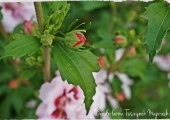 Hibiscus syriacus Leopoldii