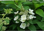 Hydrangea paniculata Tender Rose