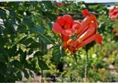 Campsis radicans 'Flamenco'
