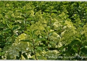 Hydrangea paniculata Polar Bear