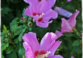 Hibiscus syriacus