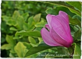 Magnolia Randy