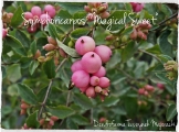 Symphoricarpos Magical Sweet