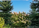 Hydrangea paniculata Phantom