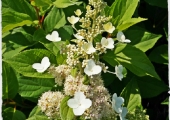 Hydrangea paniculata Tender Rose
