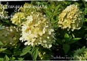 Hydrangea paniculata Phantom