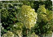 Hydrangea paniculata Polar Bear