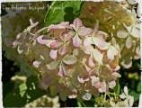 Hydrangea paniculata Phantom