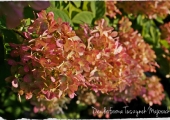 Hydrangea paniculata Phantom