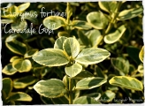 Euonumys fortunei Canadale Gold