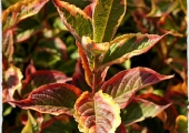 Weigela florida Variegata