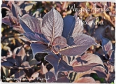 Weigela florida Alexandra