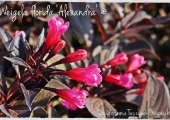 Weigela florida Alexandra