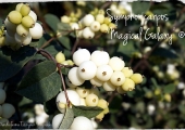 Symphoricarpos Magical Galaxy