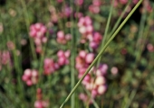 Symphoricarpos Magical Sweet