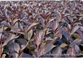 Weigela florida Alexandra