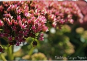 Sedum Autumn Joy