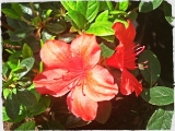 Azalea japonica Nordlicht