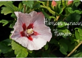 Hibiscus syriacus Hamabo
