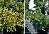 Juniperus