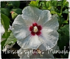 Hibiscus syriacus Manuela