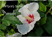 Hibiscus syriacus Manuela