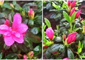 Azalea japonica Melina