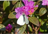 Rhododendron P.J.M. Ellite