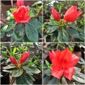 Azalea japonica Nordlicht