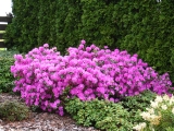 Rhododendron P.J.M. Ellite