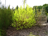 Philadelphus coronarius Aureus