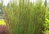 Berberis thunbergii Erecta