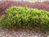 Berberis thunbergii Kobold