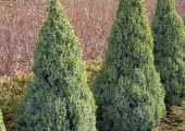 Picea glauca Arneson's Blue