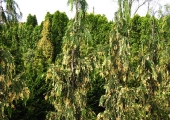 Chamaecyparis nootkatensis Gloria Polonica