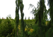 Chamaecyparis nootkatensis Strict Weeper