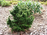 Tsuga canadensis Jervis
