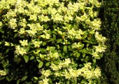 obraz-Rhododenron Princess Anne
