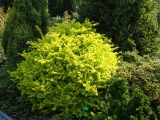 Berberis thunbergii 'Aurea'