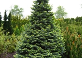 Abies procera Glauca